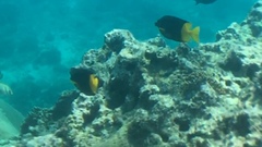 Siganus uspi