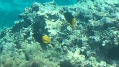 Siganus uspi