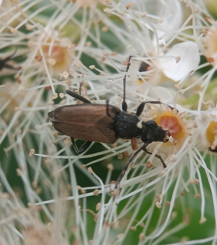 Dark-shouldered Long-horned Beetle photo 3