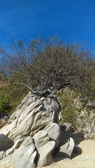 Burseraceae