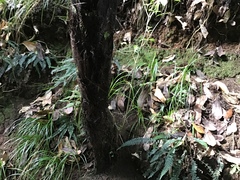 Cyathea medullaris