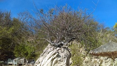 Burseraceae
