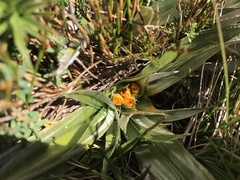 Astelia psychrocharis