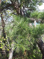 Pinus koraiensis