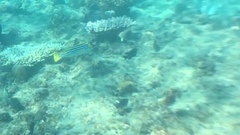 Plectorhinchus lessonii