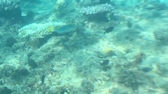 Plectorhinchus lessonii