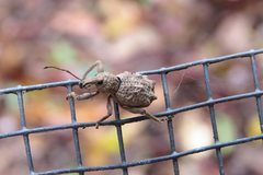 Leptopius tetraphysodes