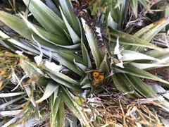 Astelia psychrocharis