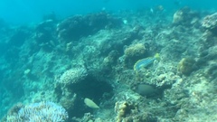 Plectorhinchus lessonii