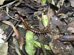 Cormocephalus rubriceps