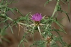 Purple Star-Thistle - Photo (c) Gena Bentall, some rights reserved (CC BY-NC), uploaded by Gena Bentall