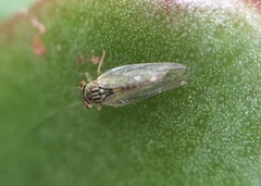 Platycorypha nigrivirga