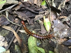 Cormocephalus rubriceps