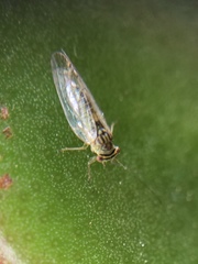 Platycorypha nigrivirga