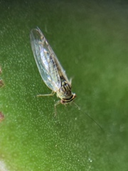 Platycorypha nigrivirga