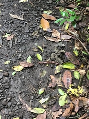 Cormocephalus rubriceps