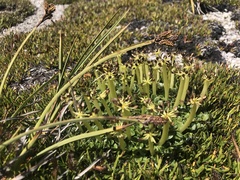 Diplaspis nivis