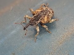 Conotrachelus anaglypticus