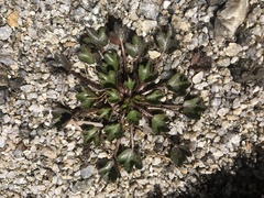 Dichosciadium ranunculaceum