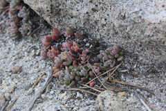 Sedum obtusatum