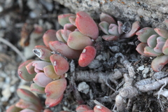 Sedum obtusatum
