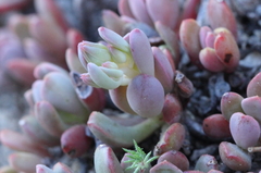 Sedum obtusatum