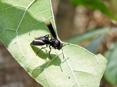 Parachartergus apicaloides