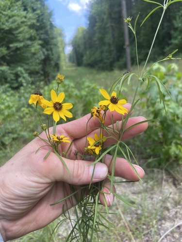 larkspurleaf tickseed (Coreopsis delphiniifolia)