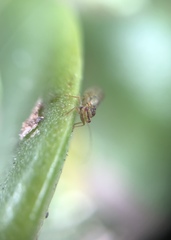 Platycorypha nigrivirga