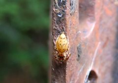 Opisthoncus barbipalpis