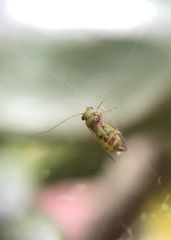 Platycorypha nigrivirga