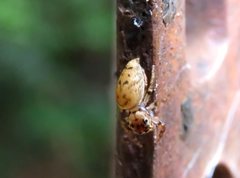 Opisthoncus barbipalpis