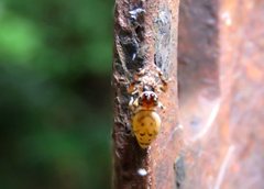 Opisthoncus barbipalpis