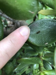 Platycorypha nigrivirga