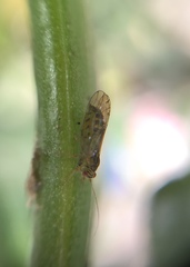 Platycorypha nigrivirga