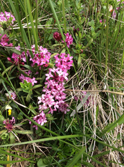 Daphne striata