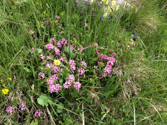 Daphne striata