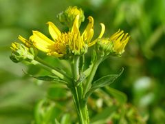 Verbesina helianthoides