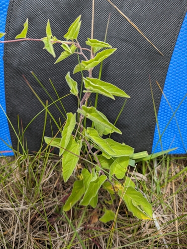 Macoun's Bindweed (Calystegia macounii)