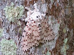 Lymantria nephrographa