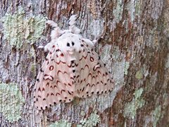 Lymantria nephrographa