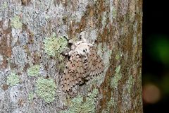 Lymantria nephrographa