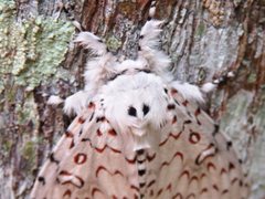 Lymantria nephrographa