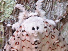 Lymantria nephrographa