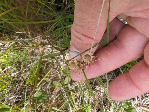 Image of Packera plattensis by (c) Jeff D Hansen, some rights reserved (CC BY)