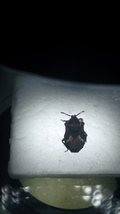 Megymenum brevicorne