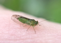 Platycorypha nigrivirga