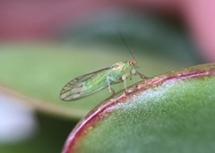 Platycorypha nigrivirga