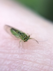 Platycorypha nigrivirga