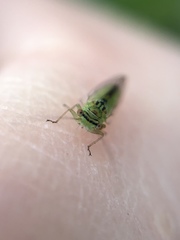 Platycorypha nigrivirga